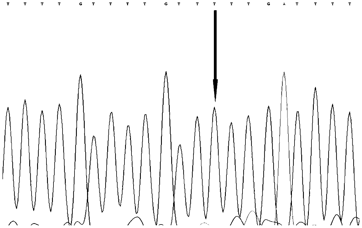 SNP molecular marker related to growth traits of high-flesh-content hybrid pelteobagrus fulvidraco Huangyou #1 and application of SNP molecular marker