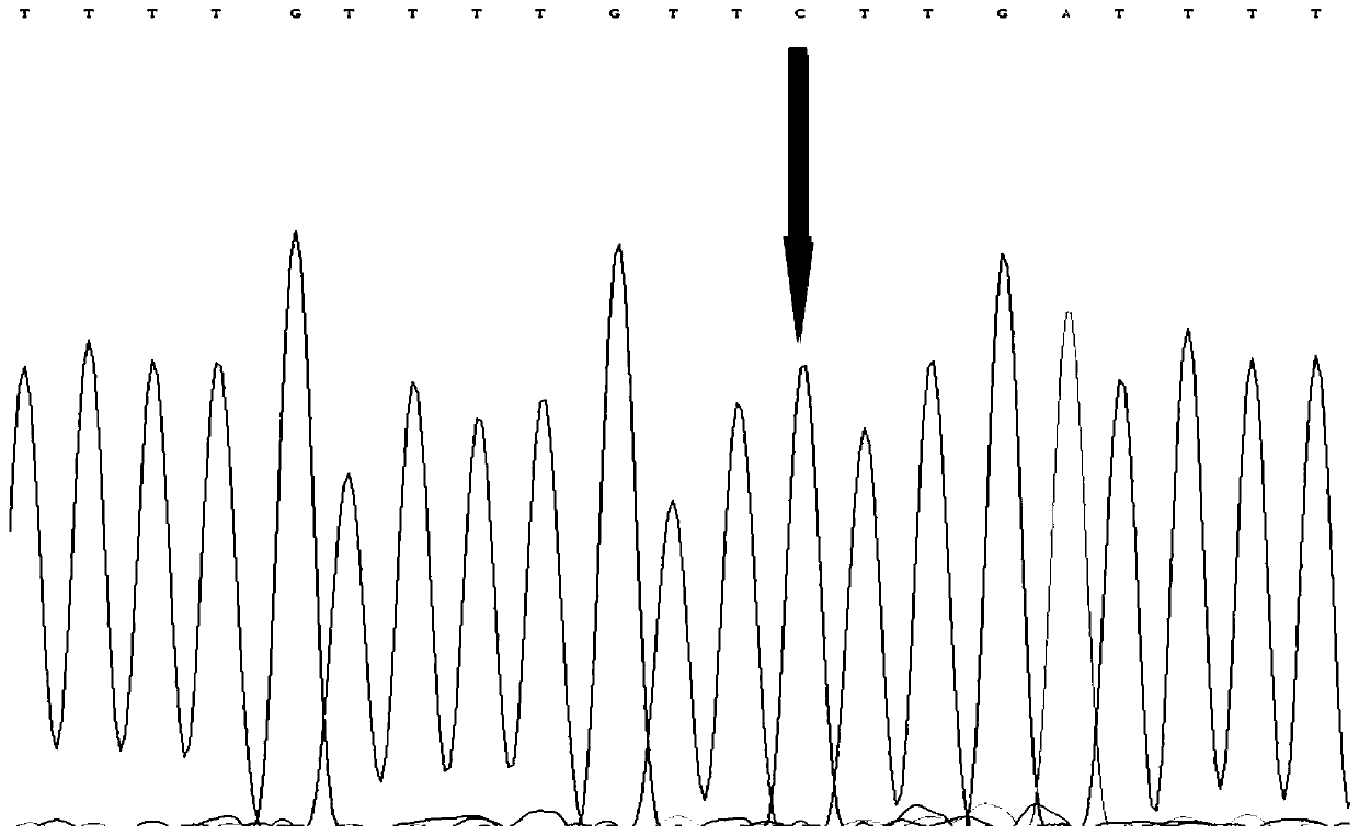 SNP molecular marker related to growth traits of high-flesh-content hybrid pelteobagrus fulvidraco Huangyou #1 and application of SNP molecular marker