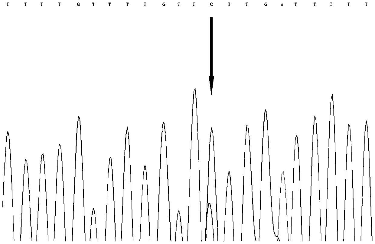 SNP molecular marker related to growth traits of high-flesh-content hybrid pelteobagrus fulvidraco Huangyou #1 and application of SNP molecular marker