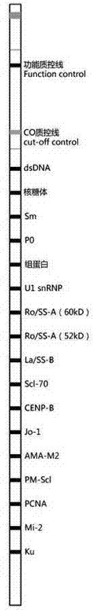 Kit for detecting antinuclear antibody spectrum related to autoimmune diseases (AIDs)