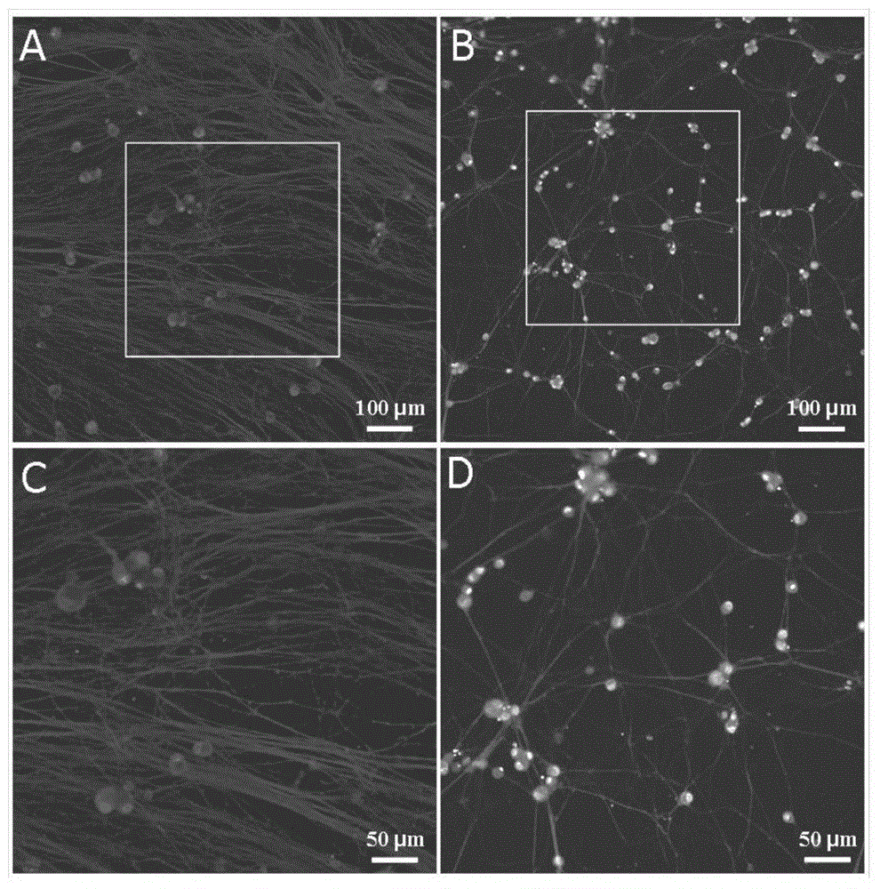 Neuron primary culture purification method