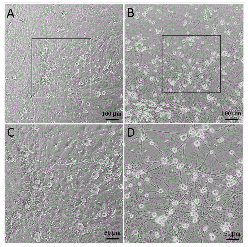 Neuron primary culture purification method