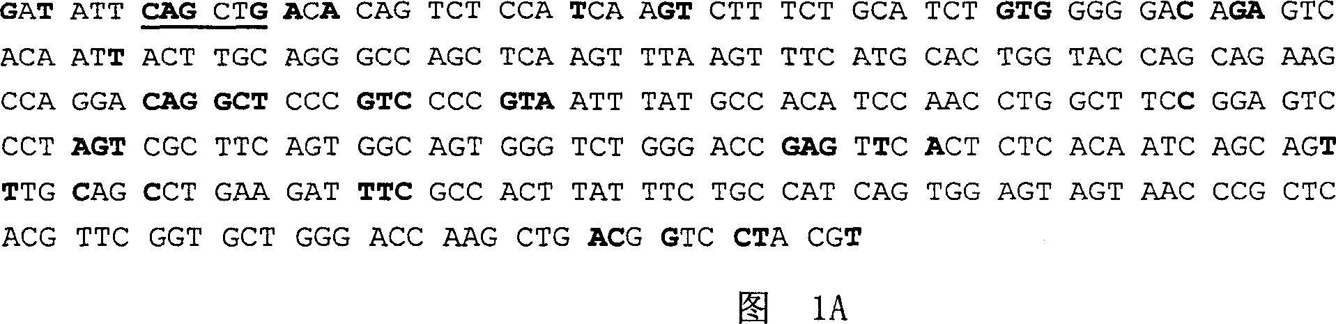 Antibody of anti human CD20 from human resources functionally, and application