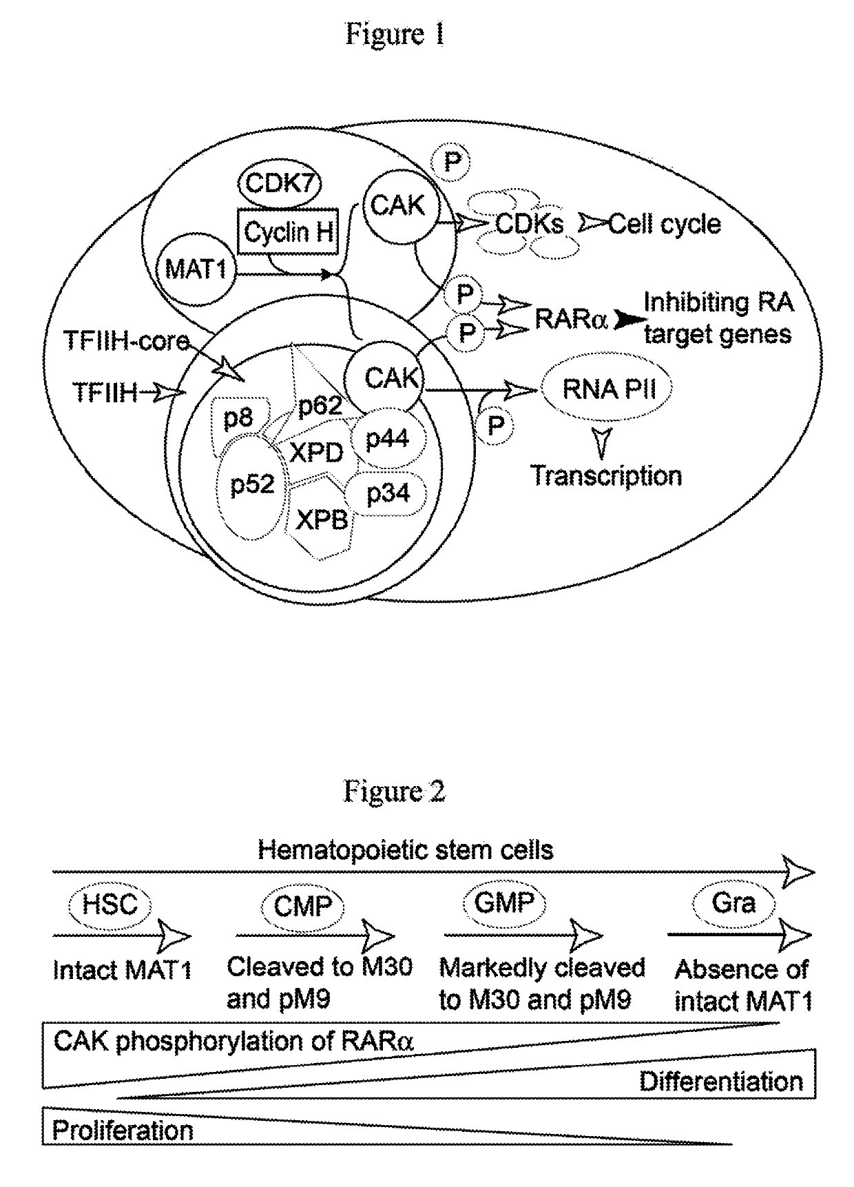 Compositions and methods for treating neutropenia