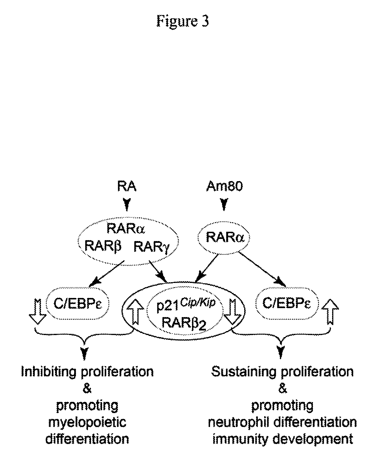 Compositions and methods for treating neutropenia