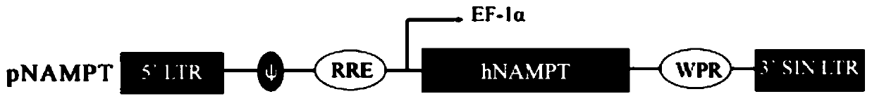 NAMPT lentiviral vector and biological agent and application thereof