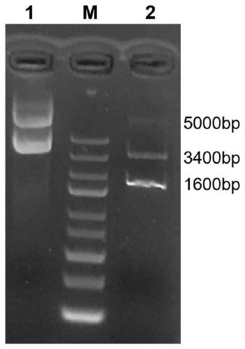 Nanobody GN2 composed of variable region of heavy chain antibody and preparation method and application of nanobody GN2