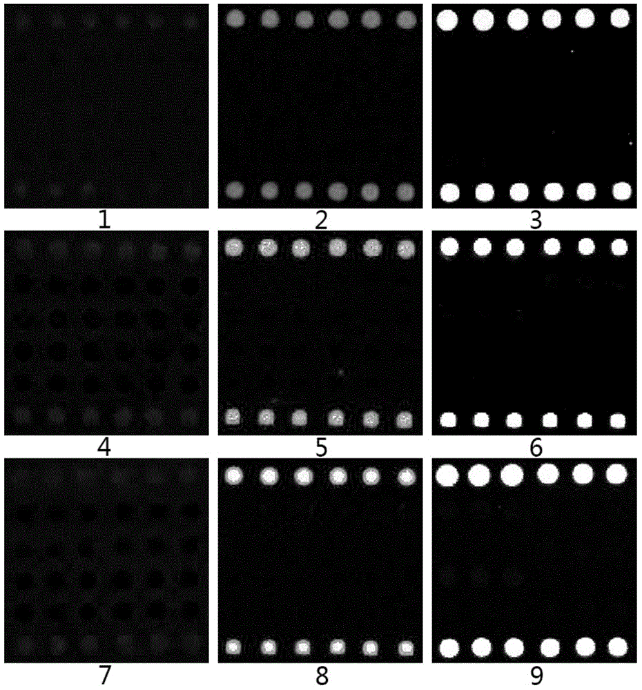 Gene chip of vesicular stomatitis viruses and/or swine vesicular disease viruses and reagent kit