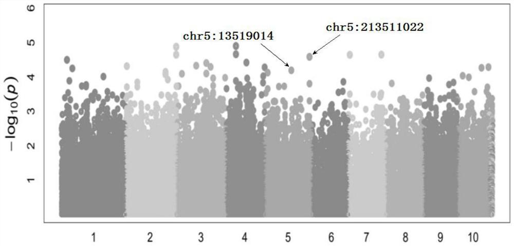 SNP Molecular Markers Related to Maize Row Kernel Number and Its Application