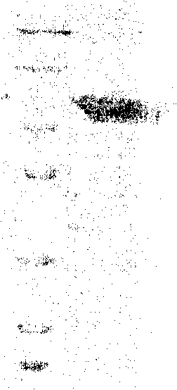 2,4-di-substituted amido-6-substituted-[1,3,5]triazine or miazines compound, preparation method, pharmaceutical combination and use of the same