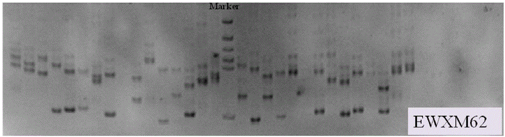 Primer group, marking method and application of EST-SSR (Expressed Sequence Tag-Simple Sequence Repeats) molecular marker of macrobrachium nipponense