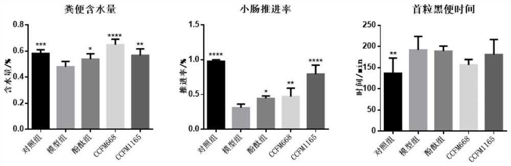 Bifidobacterium bifidum capable of reducing colon pathological injury and relieving constipation