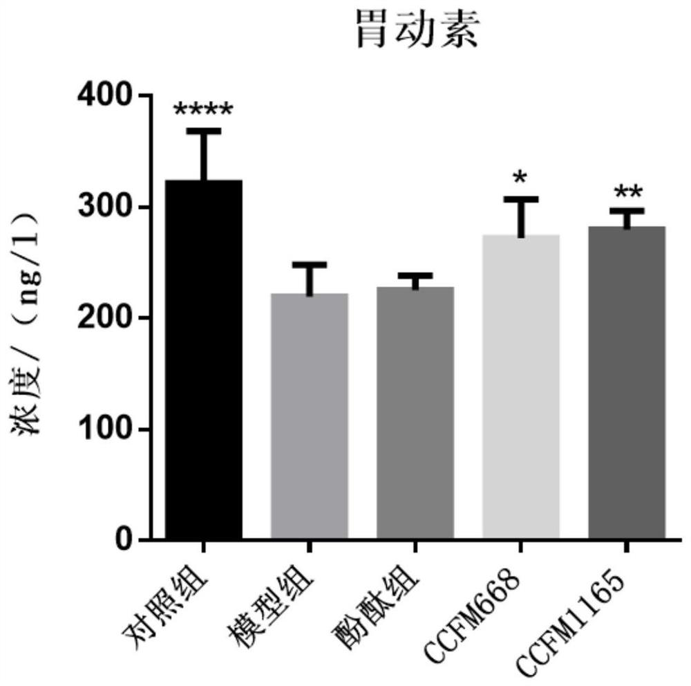 Bifidobacterium bifidum capable of reducing colon pathological injury and relieving constipation