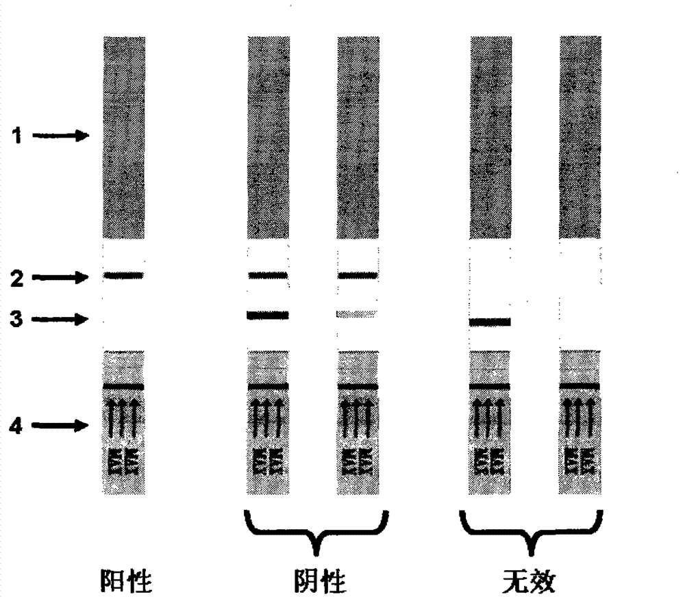 Gold-labeled test strip/card for quickly detecting mercury ions