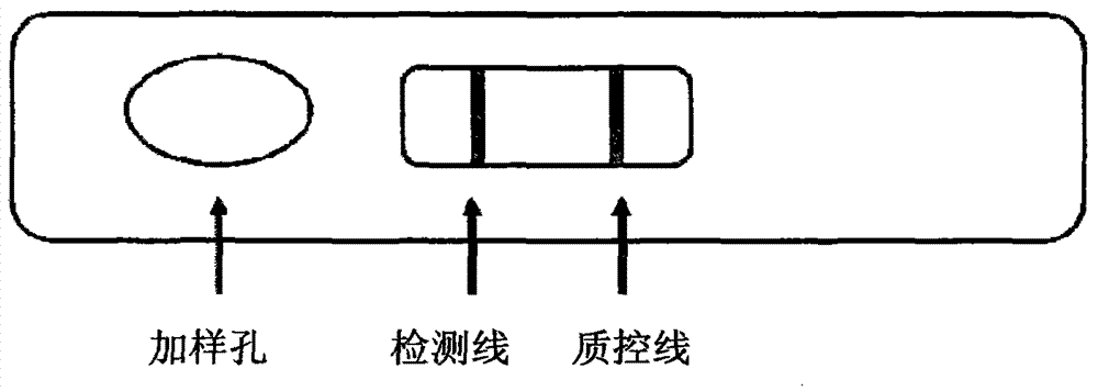 Gold-labeled test strip/card for quickly detecting mercury ions