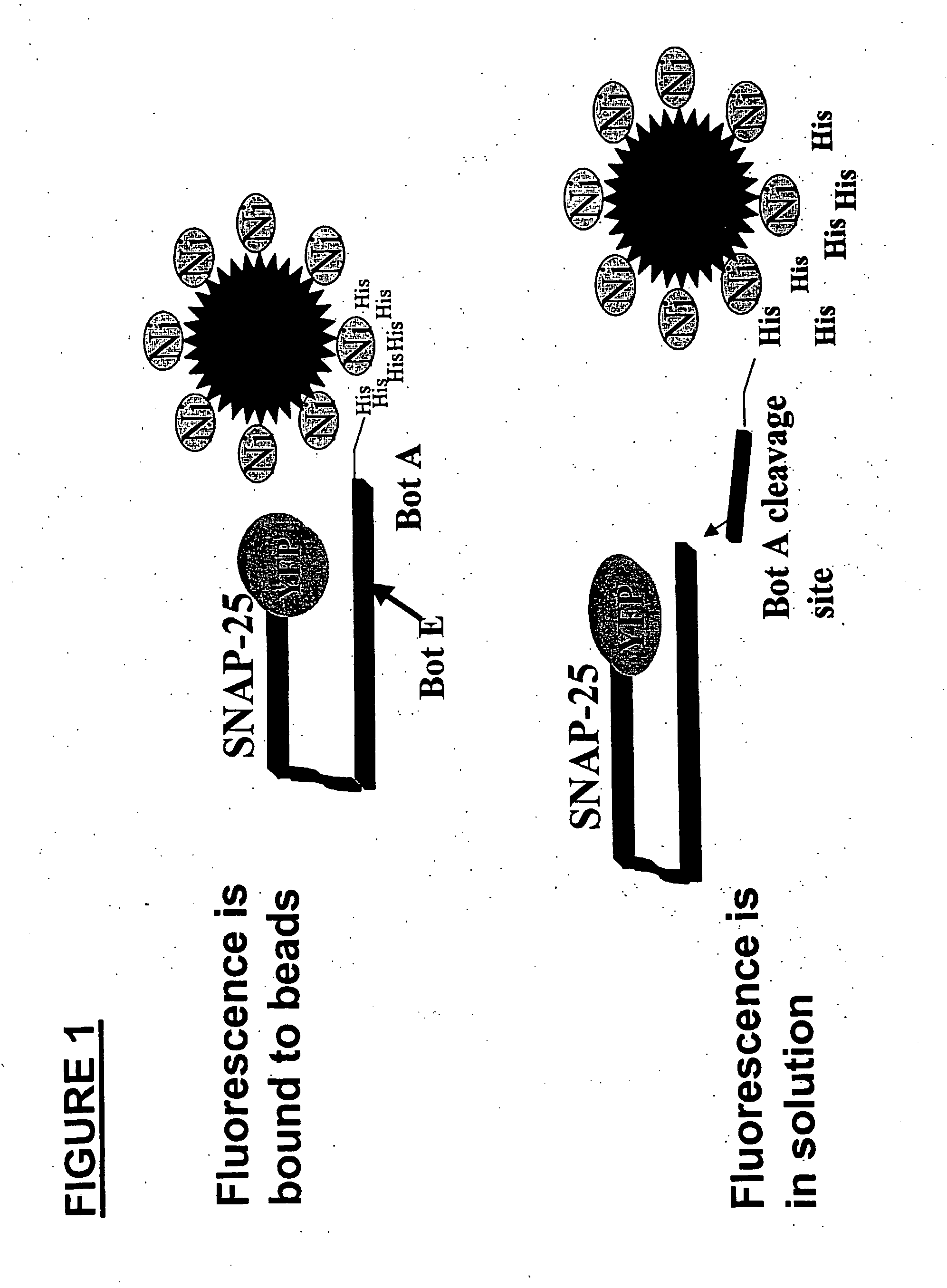 Methods for identifying inhibitors of botulinum neurotoxins