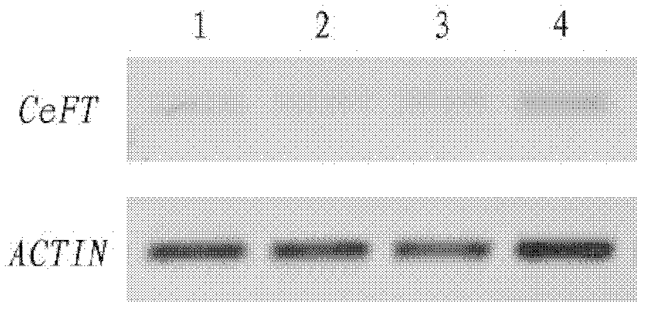 Sword-leaved cymbidium flowering integrator gene (CeFT gene) and application thereof