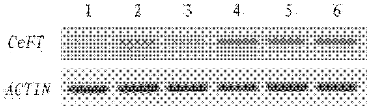 Sword-leaved cymbidium flowering integrator gene (CeFT gene) and application thereof