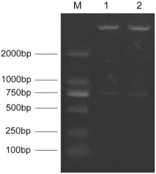 Swine-derived single-chain antibody capable of resisting swine transmissible gastroenteritis viruses and preparation method of swine-derived single-chain antibody