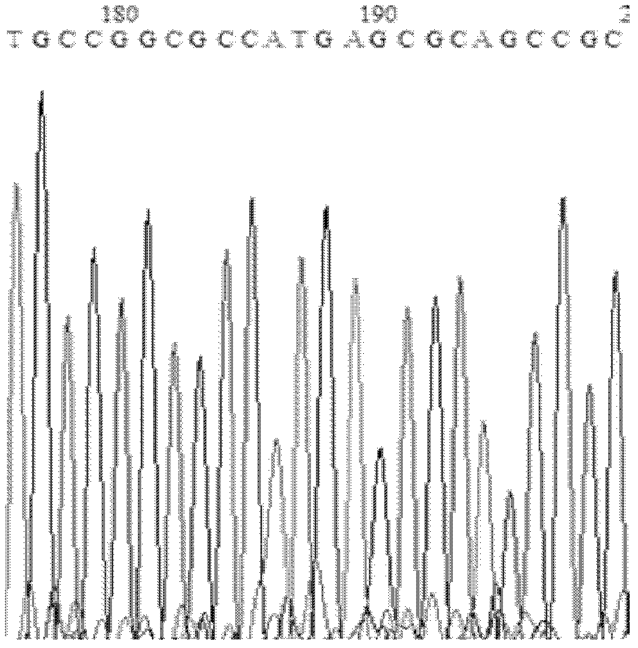 Lipase mutant with improved heat stability, and construction method thereof