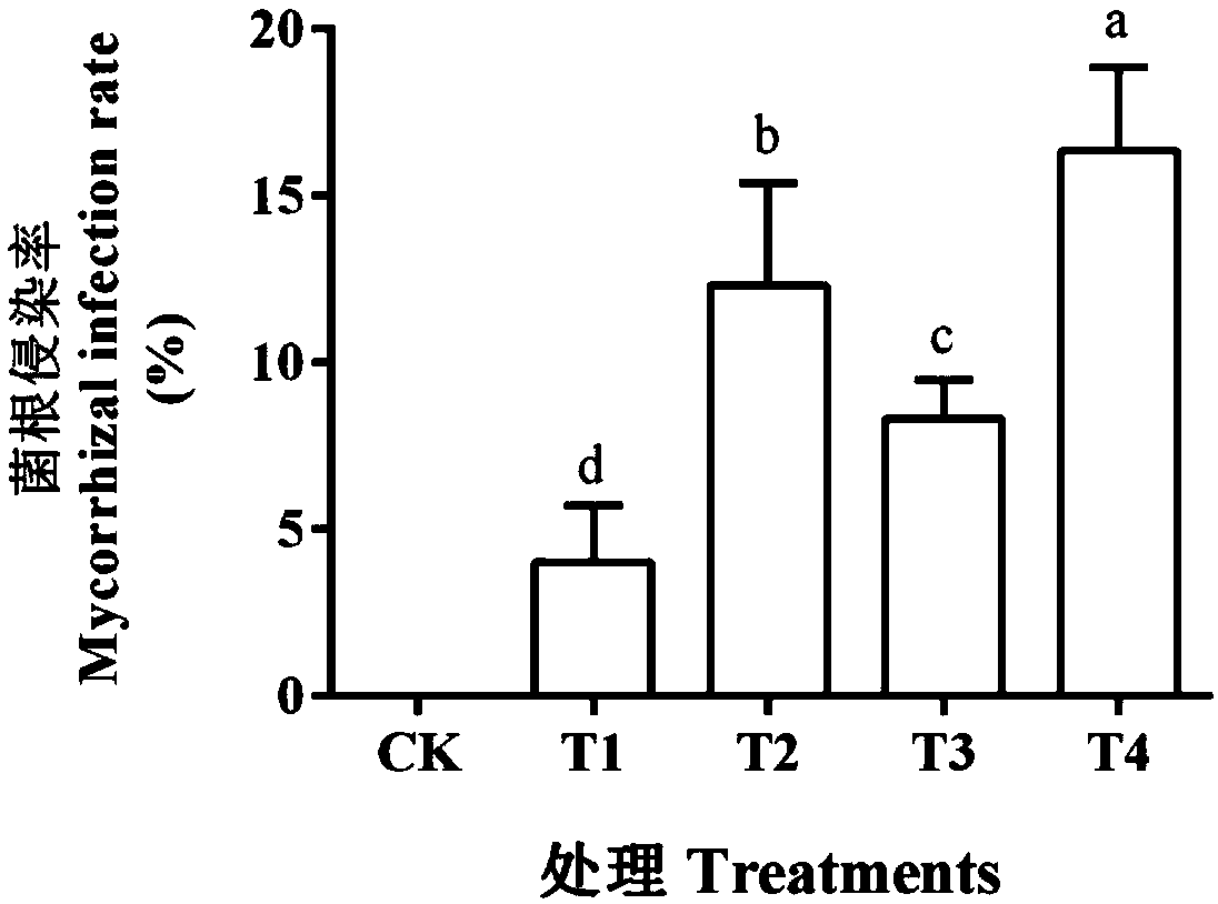 Collection method of arbuscular mycorrhizal fungi