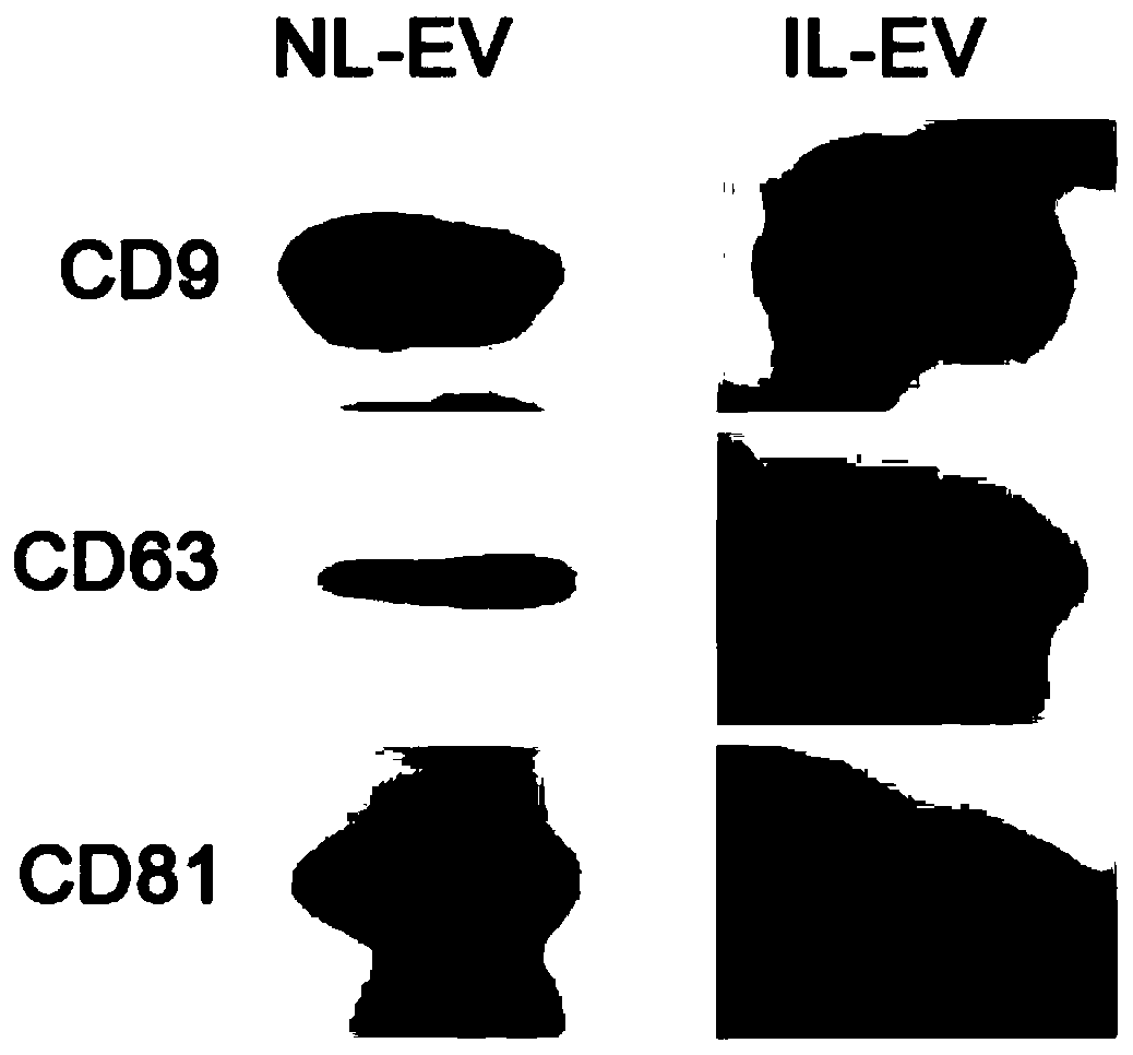 Method for detecting schistosoma japonicum infection by using host exosome miRNA-142a-3p