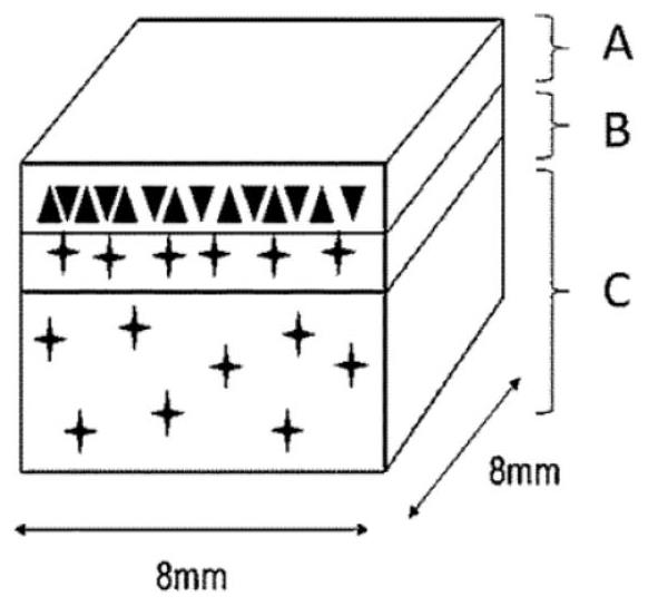 3D bioprinted skin tissue model