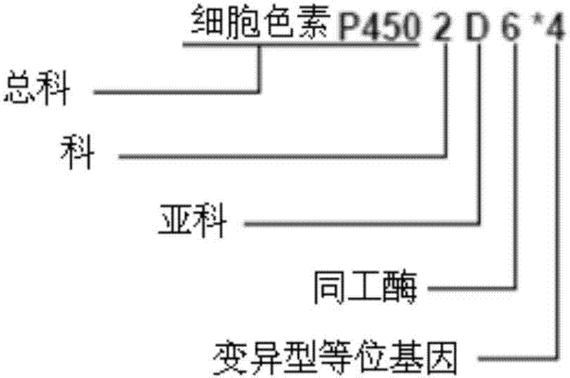 Drug metabolic enzyme metabolism type evaluation method