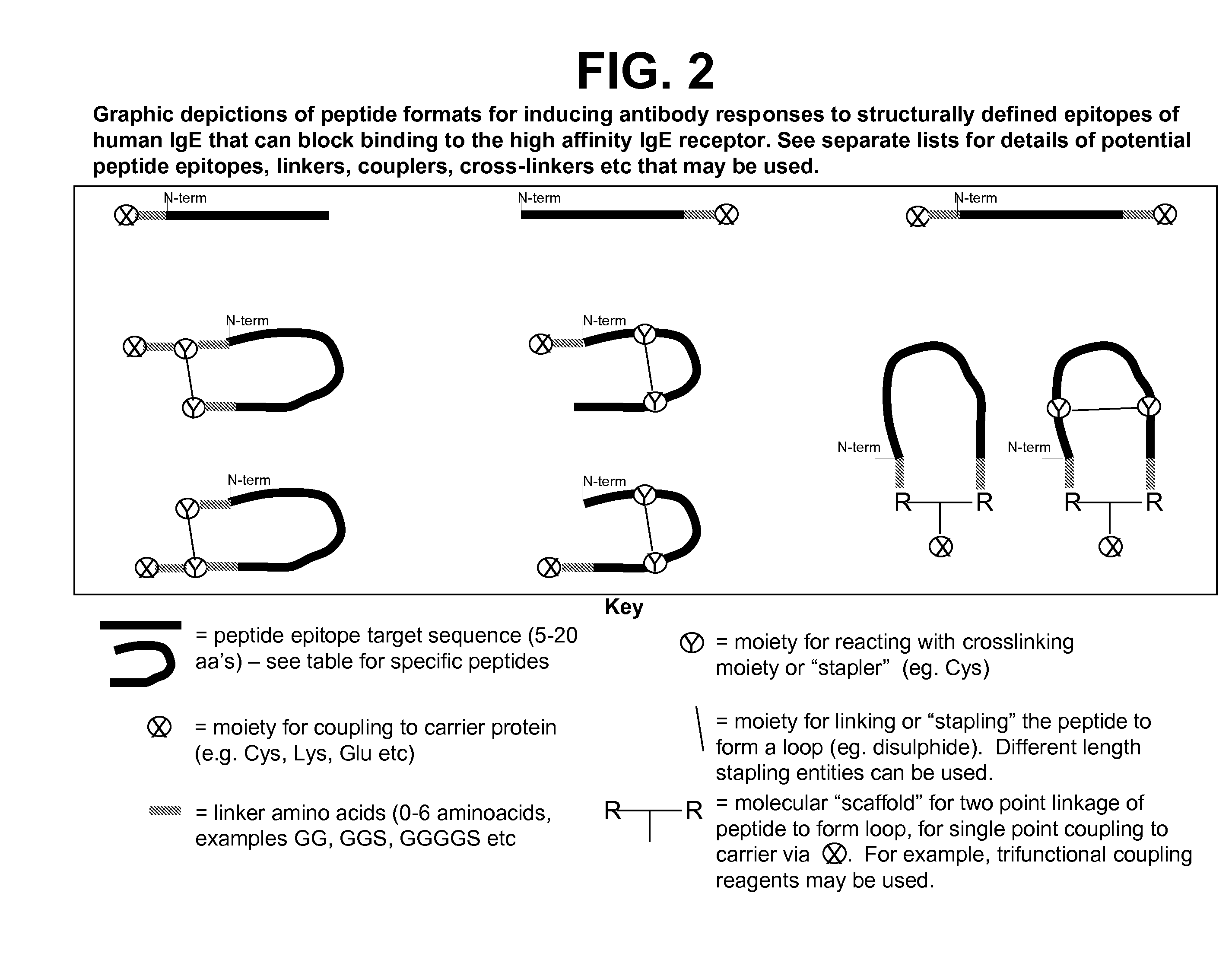 Ige ch3 peptide vaccine