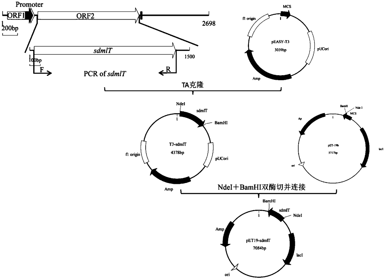 Halobacillus sodium/hydrogen antiporter gene sdmlT and identification