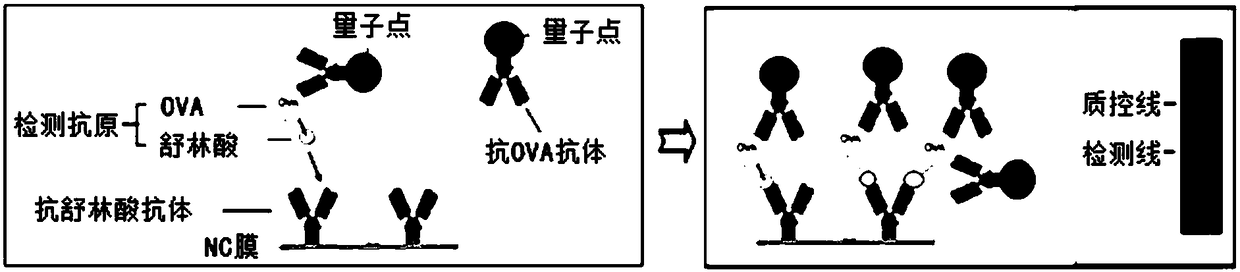 Quantum dot immunochromatography detection card and method for detecting sulindac through ternary system competitive immunoassay process