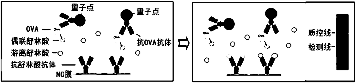 Quantum dot immunochromatography detection card and method for detecting sulindac through ternary system competitive immunoassay process