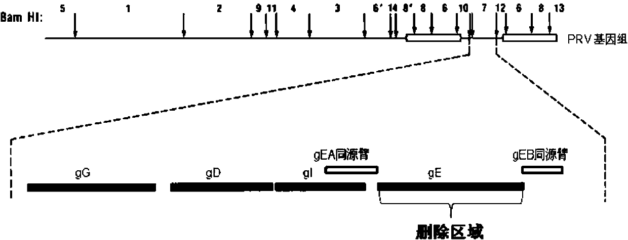 Porcine pseudorabies virus gene deletion strain, vaccine composition, and preparation method and application of vaccine composition