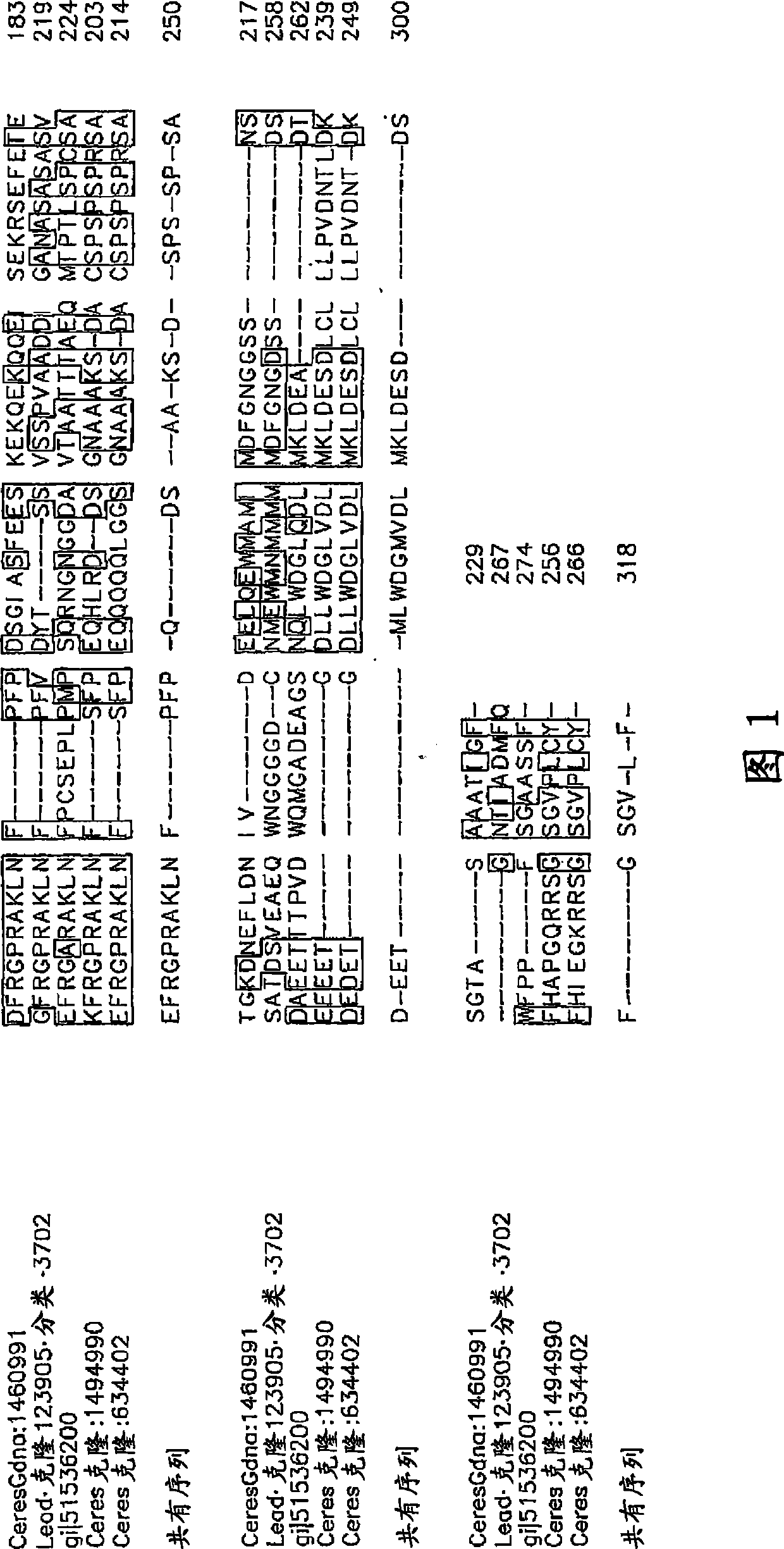 Nucleotide sequence and corresponding polypeptide for endowing plant with adjusted growth velocity and biomass