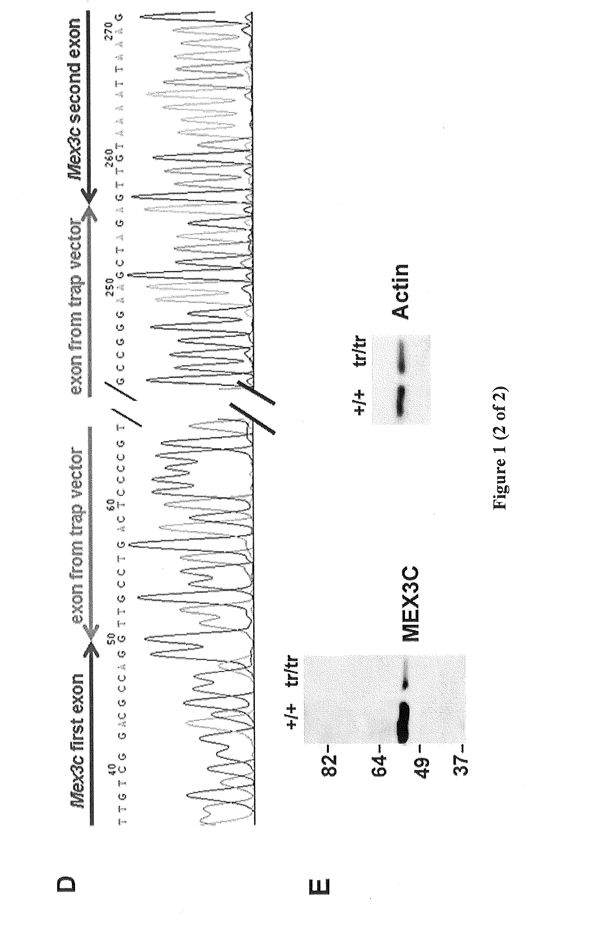 Mex3c regulation and target to control obesity and diabetes