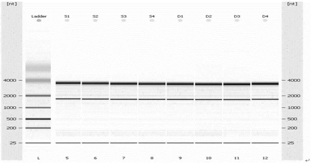 A method for identifying chicken microRNAs associated with Campylobacter jejuni infection