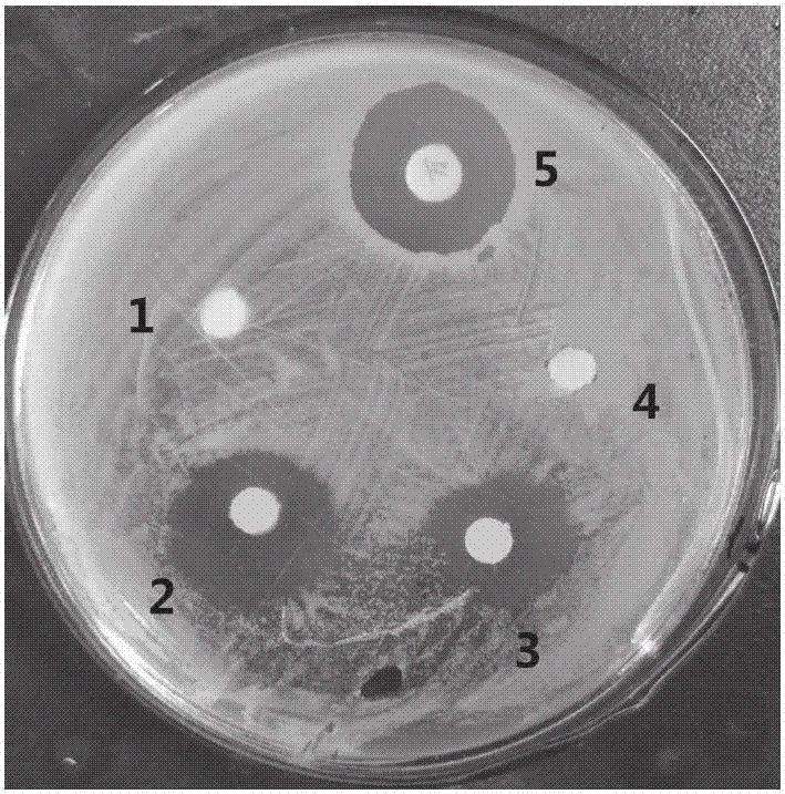 Fusant with bacteriostatic activity and preparation method thereof