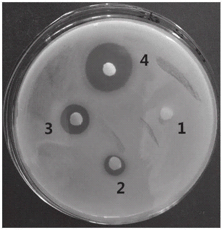 Fusant with bacteriostatic activity and preparation method thereof