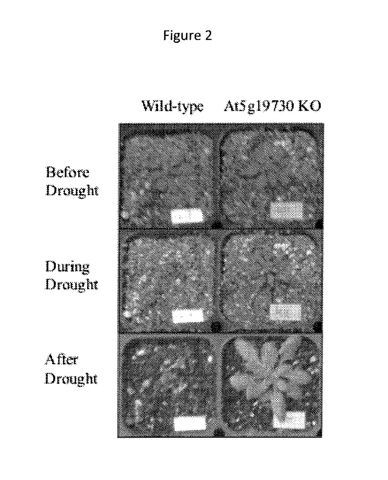 Drought resistance in plants: pectinesterase