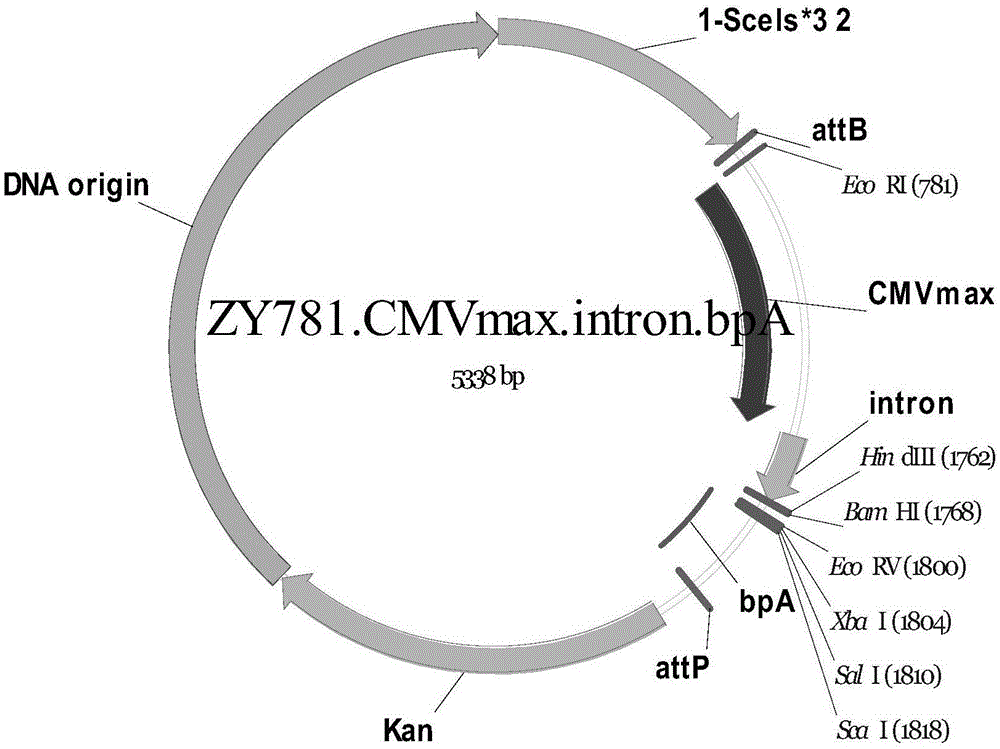 Gene-modified mesenchymal stem cell and method for producing BsAb antibody therefrom