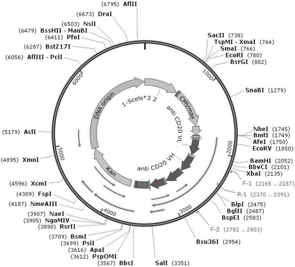 Gene-modified mesenchymal stem cell and method for producing BsAb antibody therefrom