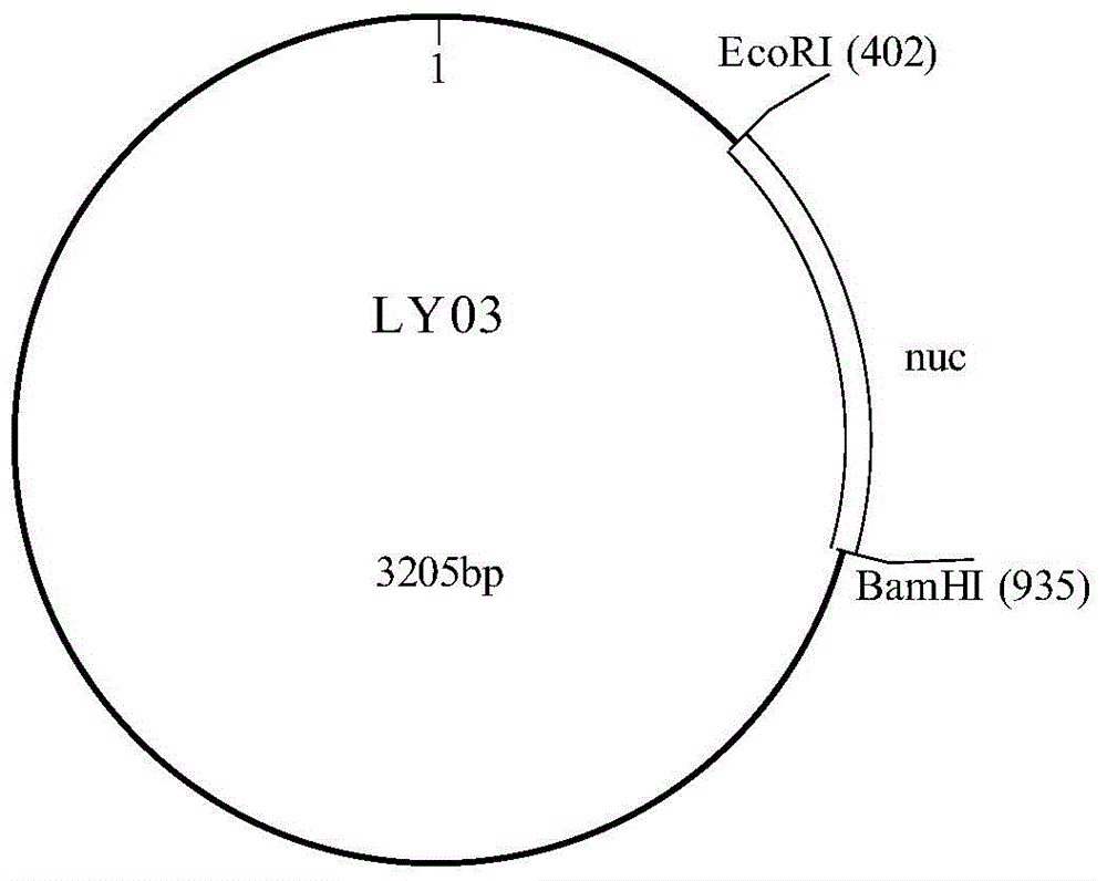 Polynucleotide for staphylococcus aureus detection, method and kit