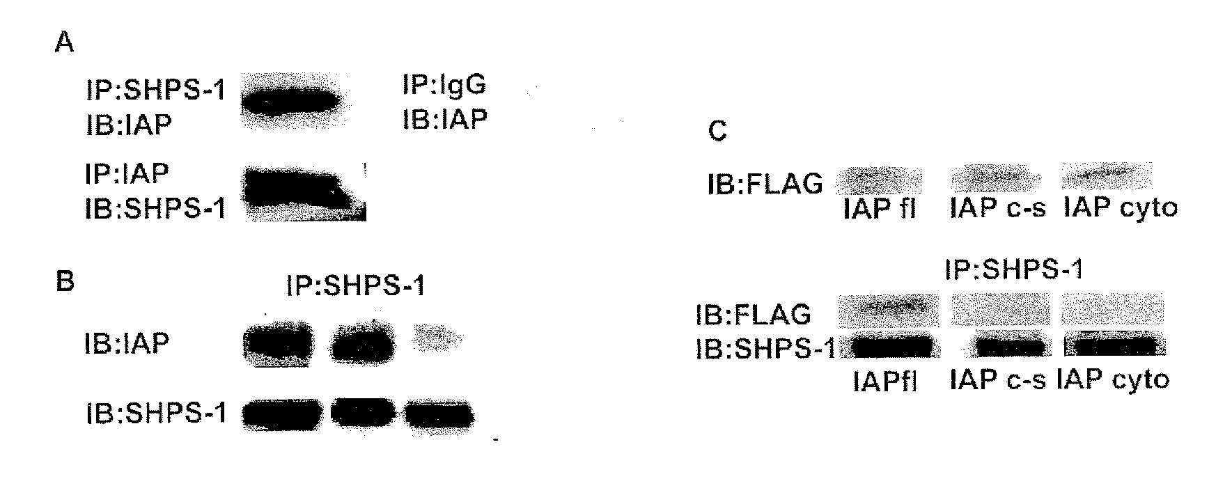 Method for inhibiting cellular activation by insulin-like growth factor-1