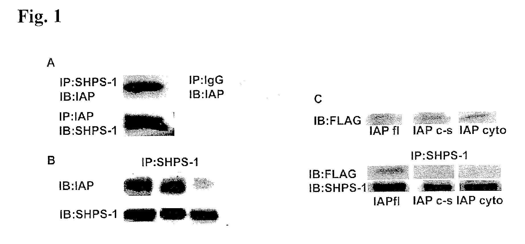 Method for inhibiting cellular activation by insulin-like growth factor-1