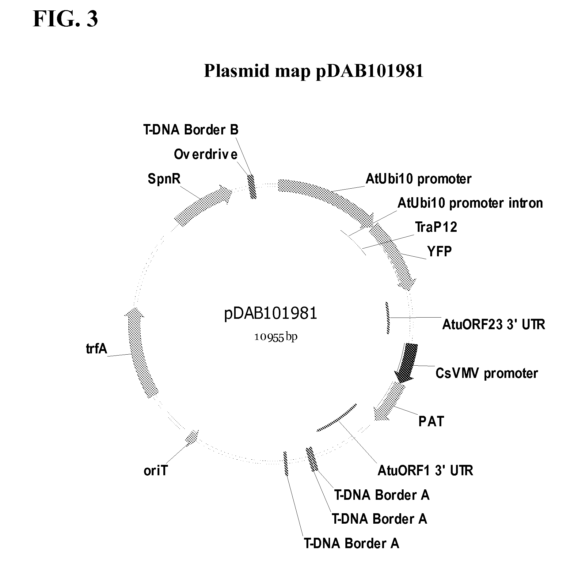 Synthetic brassica-derived chloroplast transit peptides