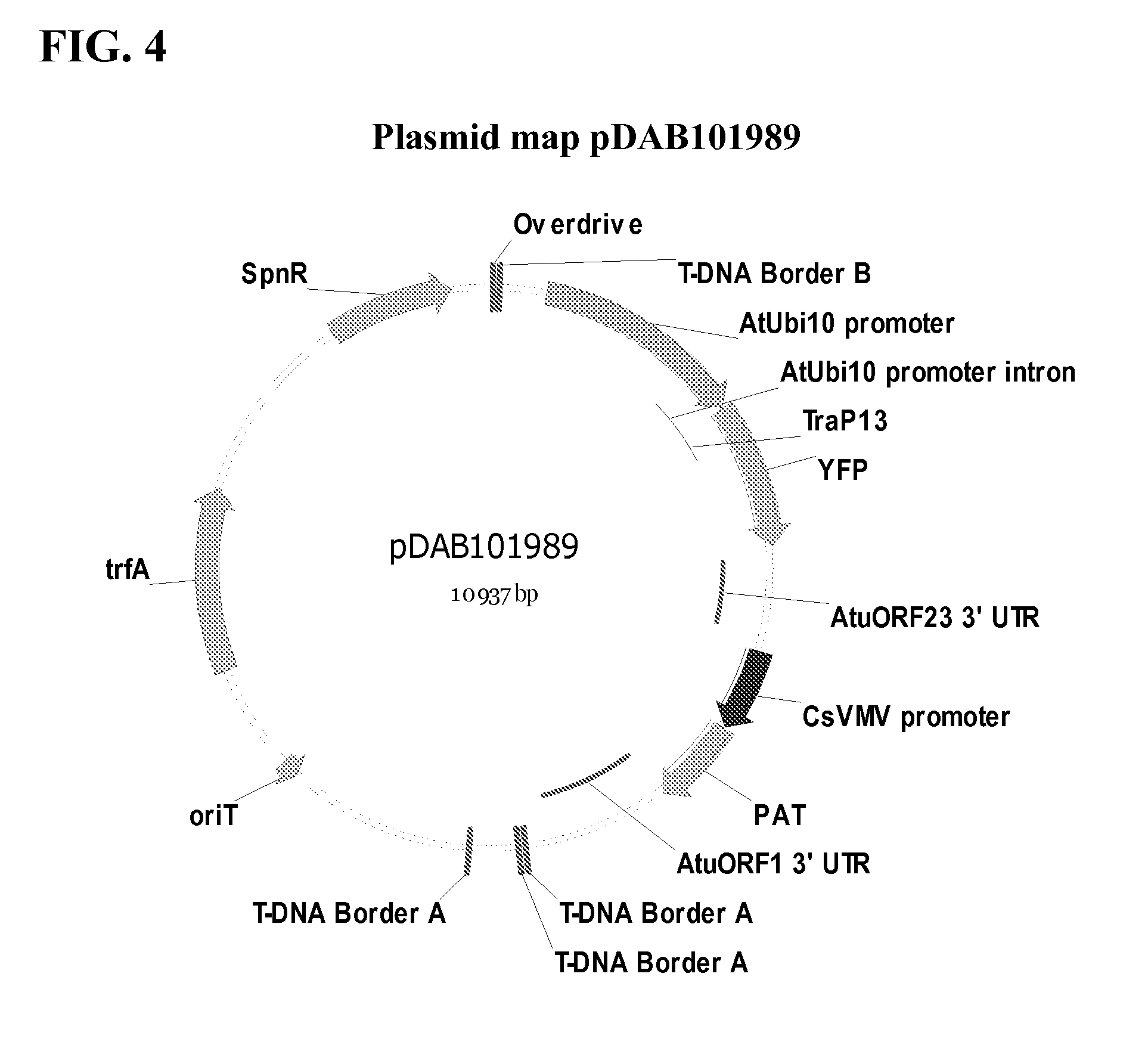 Synthetic brassica-derived chloroplast transit peptides