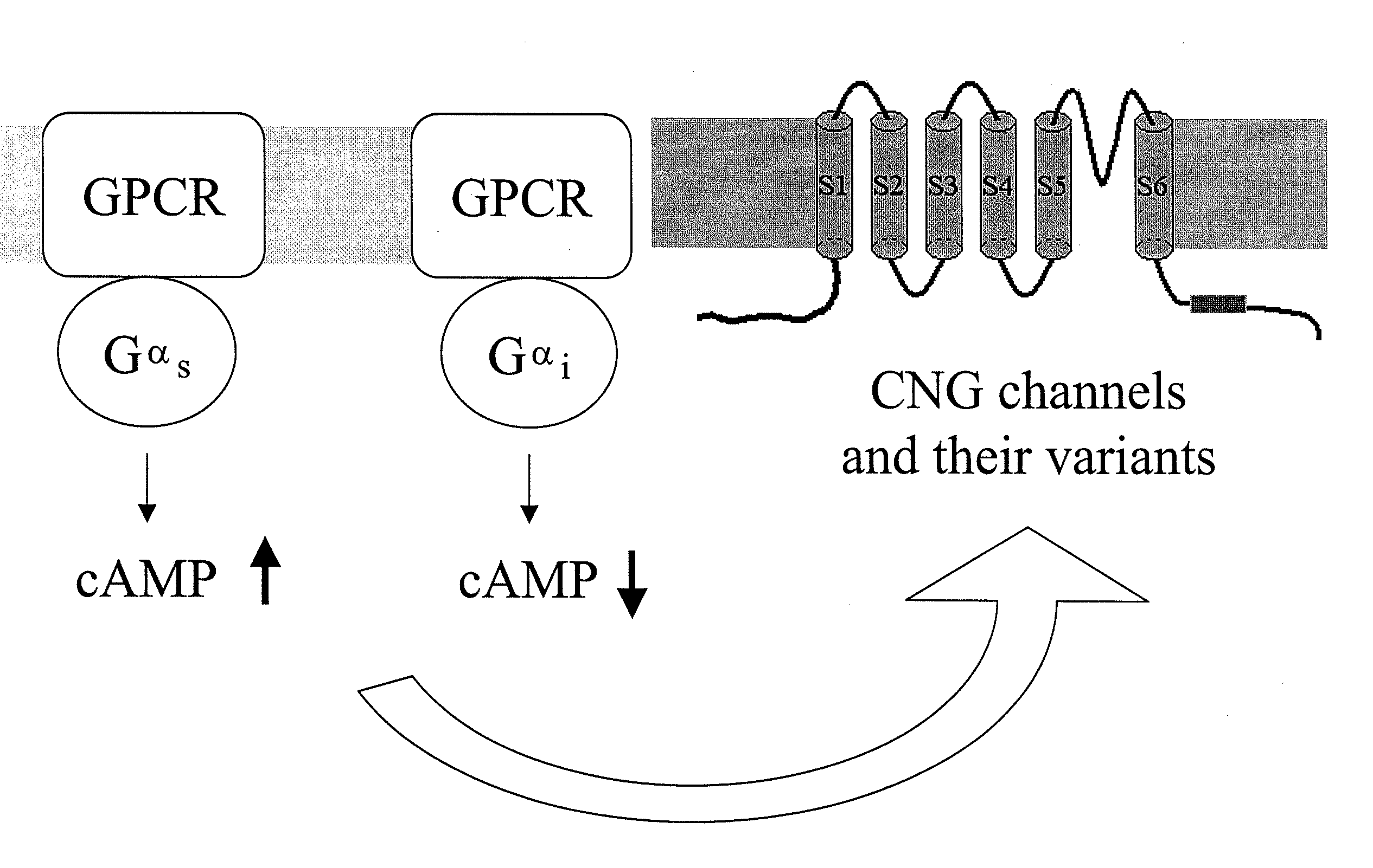 Novel cell-based assays employing voltage and calcium dyes