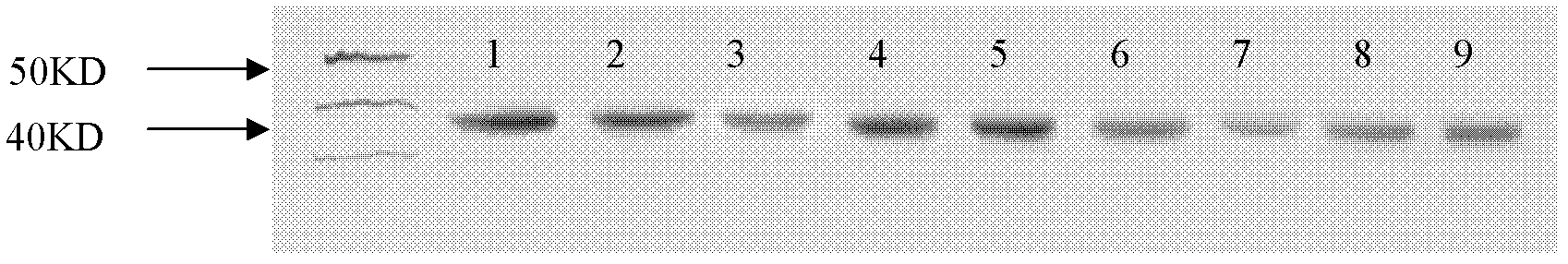 Construction method for HA-VP2 gene recombination baculovirus expression vector