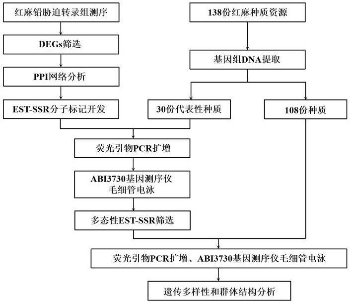 Hibiscus cannabinus lead stress response gene EST-SSR primer group and kit