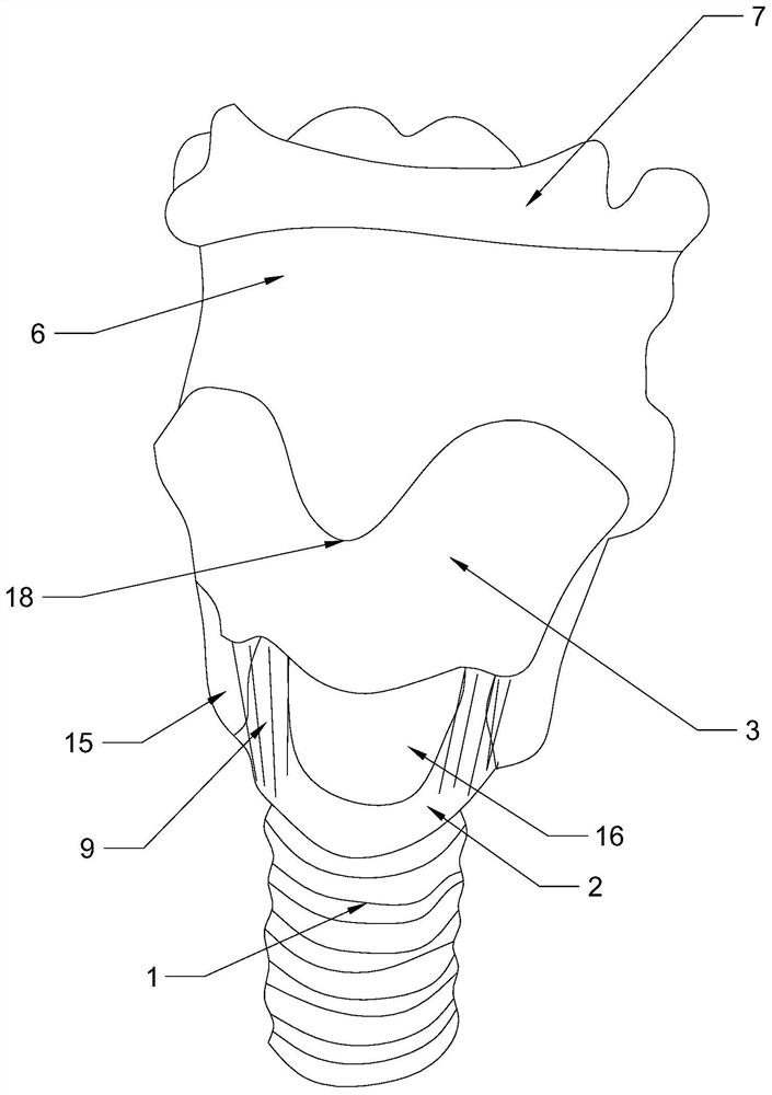 Demonstration model of cricothyroid muscle action